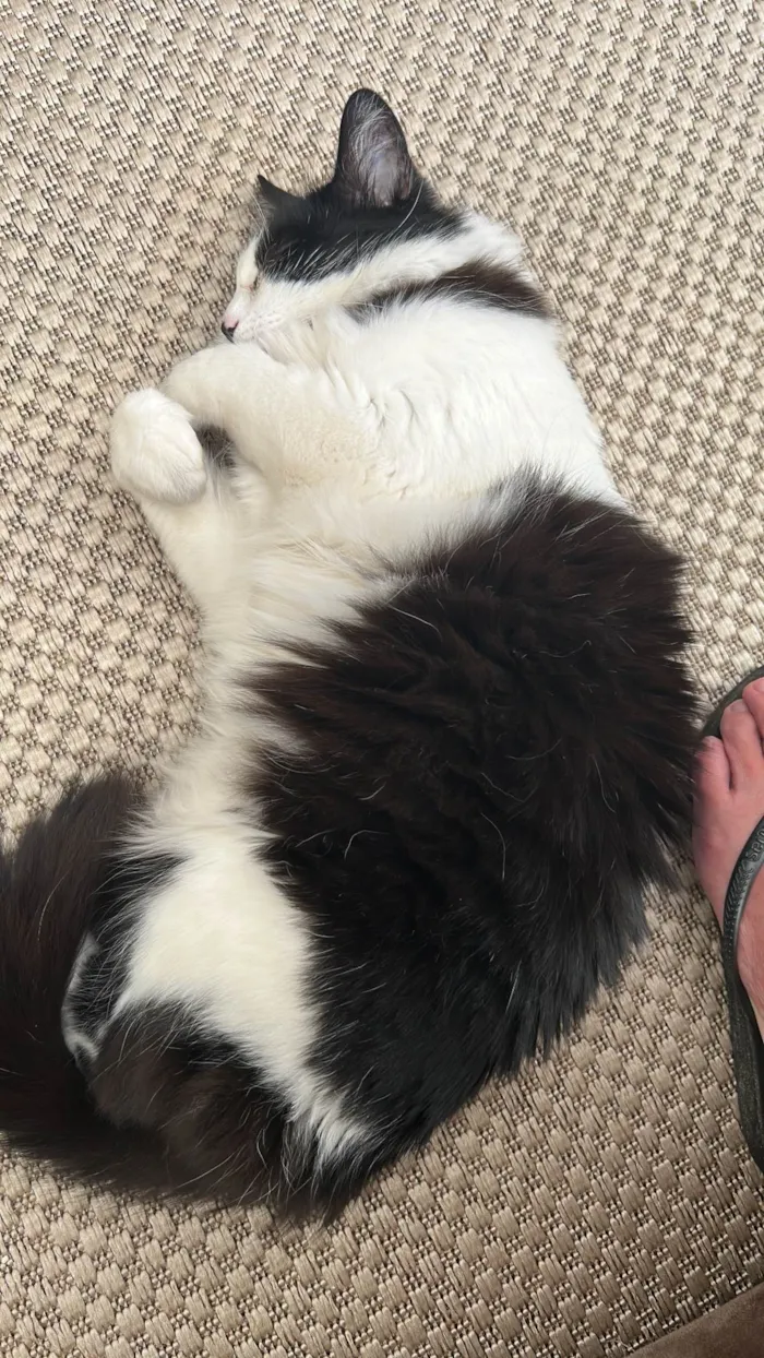 Gato ra a SRD-ViraLata idade 3 anos nome Nezuco