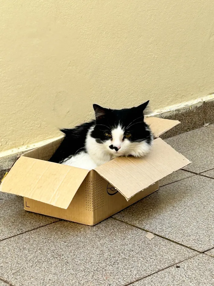 Gato ra a SRD-ViraLata idade 3 anos nome Nezuco