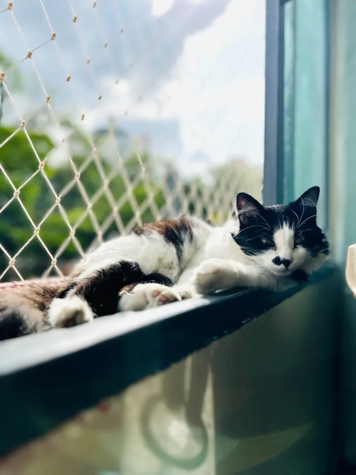 Gato ra a SRD-ViraLata idade 3 anos nome Nezuco