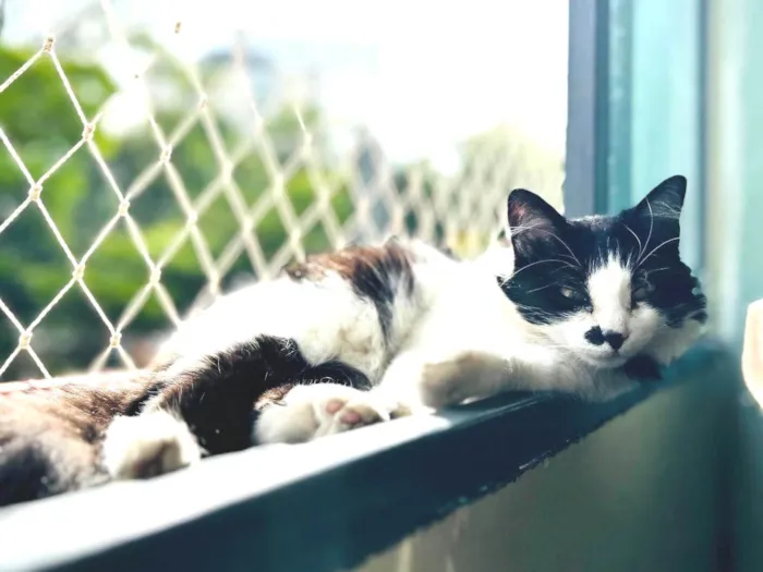 Gato ra a SRD-ViraLata idade 3 anos nome Nezuco