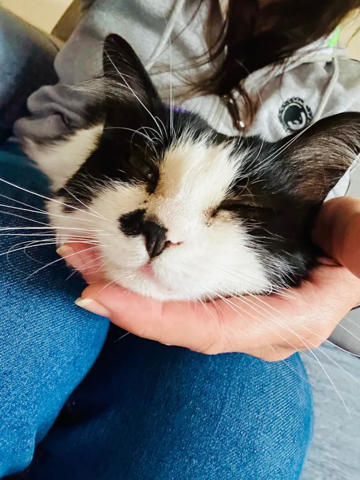 Gato ra a SRD-ViraLata idade 3 anos nome Nezuco