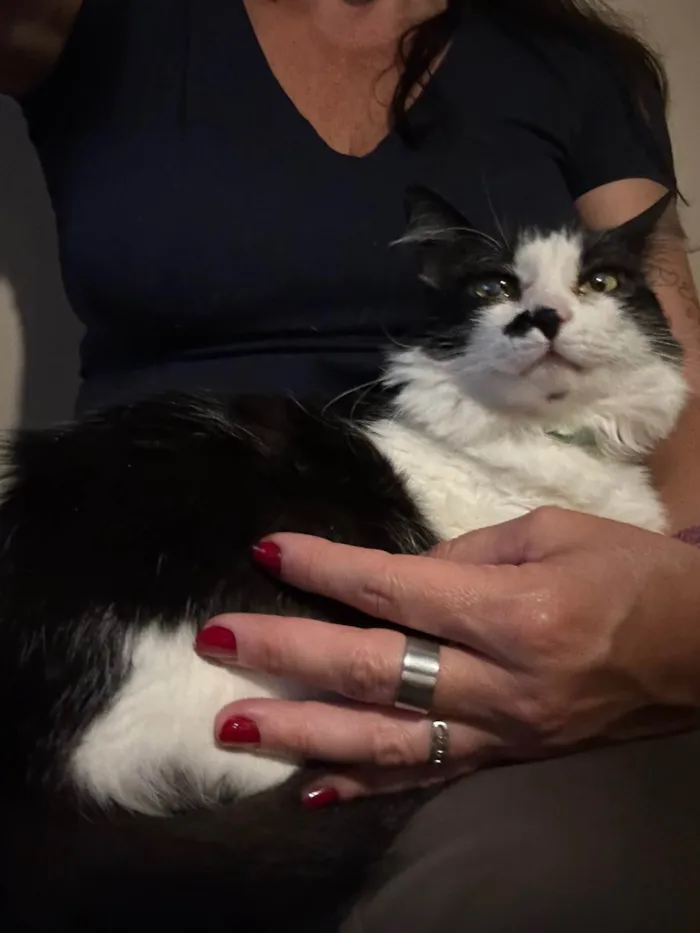 Gato ra a SRD-ViraLata idade 3 anos nome Nezuco