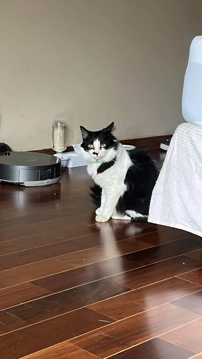 Gato ra a SRD-ViraLata idade 3 anos nome Nezuco