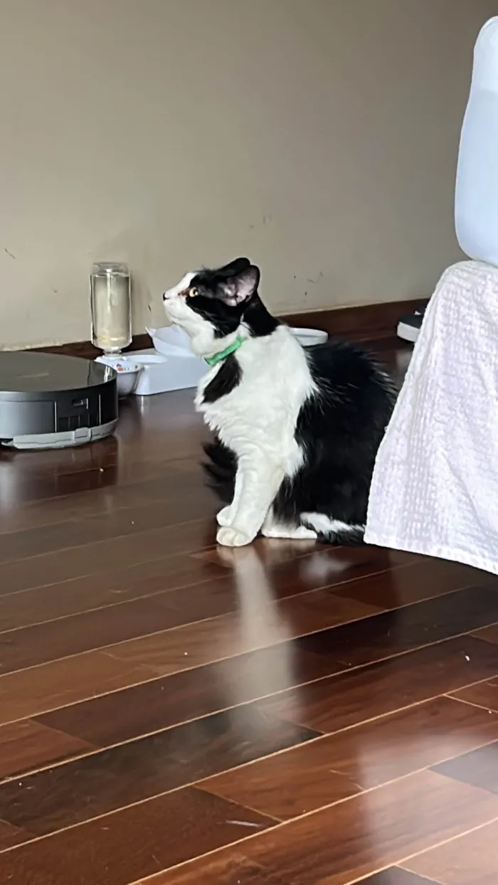 Gato ra a SRD-ViraLata idade 3 anos nome Nezuco