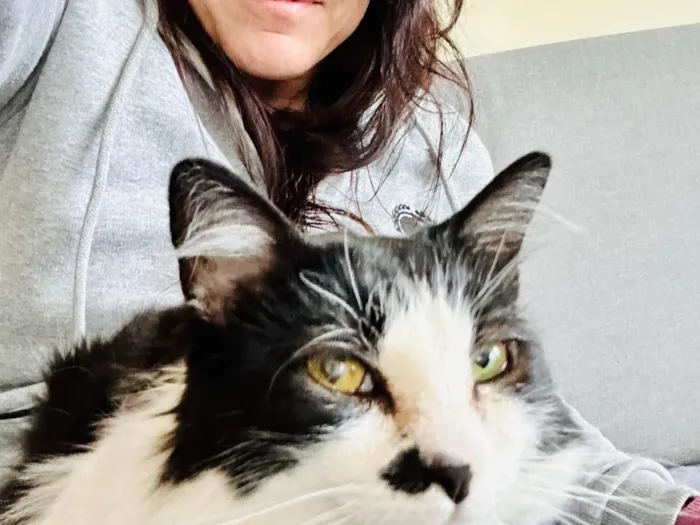 Gato ra a SRD-ViraLata idade 3 anos nome Nezuco