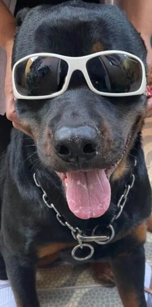 Cachorro ra a Rottweiler idade 2 anos nome Thor (Negão)