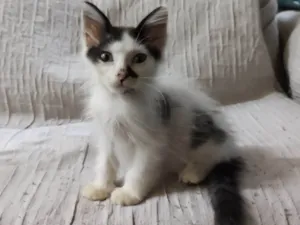 Gato raça  idade 2 a 6 meses nome floquinho 