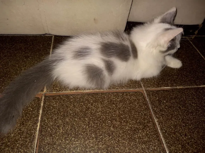 Gato ra a  idade 2 a 6 meses nome frajolinha 