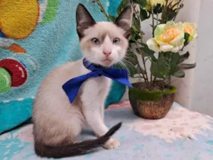 Gato raça Siamês  idade 2 a 6 meses nome Sem Nome