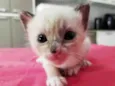 4 Gatinhos