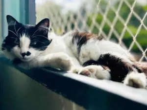 Gato raça SRD-ViraLata idade 3 anos nome Nezuco