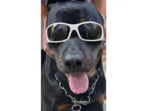 Cachorro raça Rottweiler idade 2 anos nome Thor (Negão)