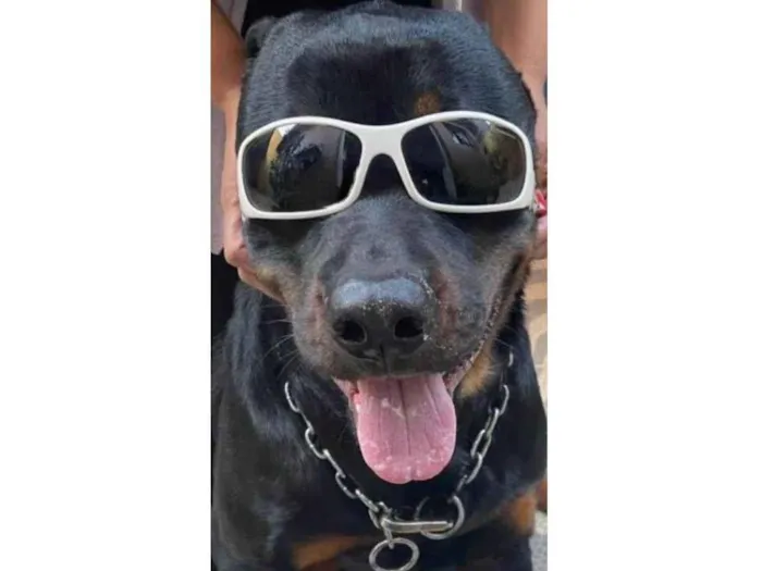 Cachorro ra a Rottweiler idade 2 anos nome Thor (Negão)