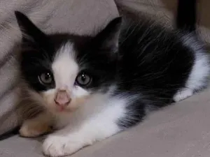 Gato raça  idade Abaixo de 2 meses nome luffy
