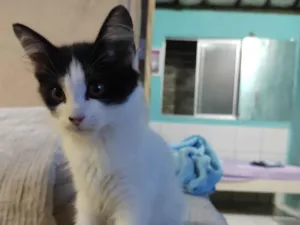 Gato raça  idade 2 a 6 meses nome bob