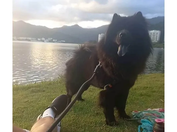Cachorro ra a Chow Chow idade 2 anos nome Thor 