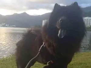 Cachorro raça Chow Chow idade 2 anos nome Thor 
