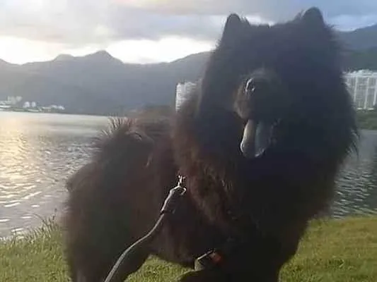 Cachorro ra a Chow Chow idade 2 anos nome Thor 