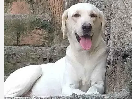 Cachorro ra a Labrador idade 3 anos nome Lupita