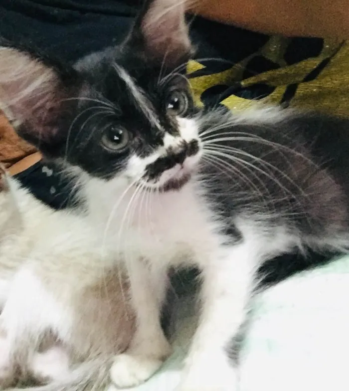 Gato ra a Normal idade Abaixo de 2 meses nome Frajolinha / sem nome