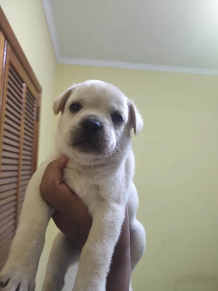 Cachorro ra a Filhote de buldogues francês com raça indefinida idade Abaixo de 2 meses nome Sem nome 