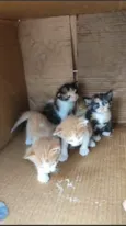 Bbs