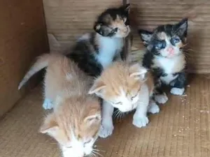 Gato raça SRD-ViraLata idade Abaixo de 2 meses nome Bbs