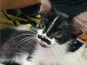 Gato raça Normal idade Abaixo de 2 meses nome Frajolinha / sem nome