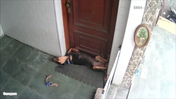 Cachorro ra a Rottweiler/pastor alemão idade 2 a 6 meses nome Akira