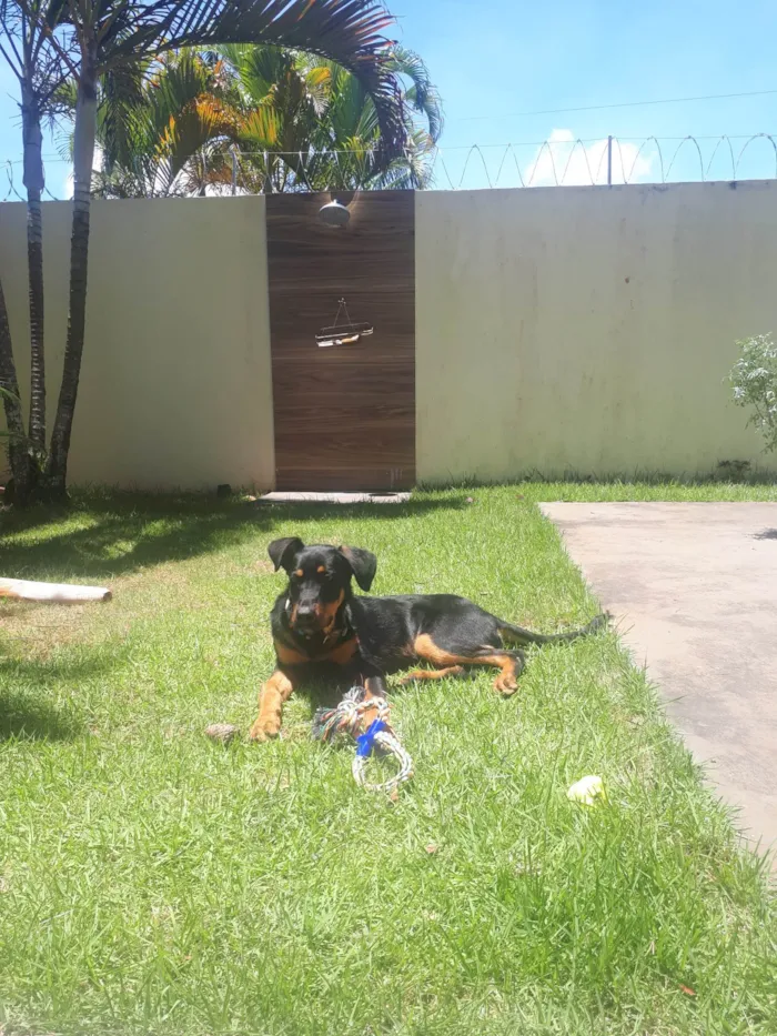 Cachorro ra a Rottweiler/pastor alemão idade 2 a 6 meses nome Akira