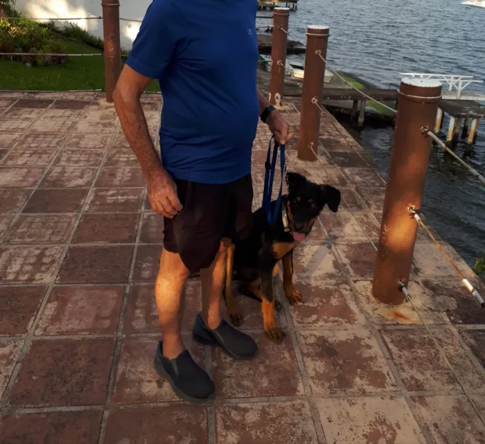 Cachorro ra a Rottweiler/pastor alemão idade 2 a 6 meses nome Akira