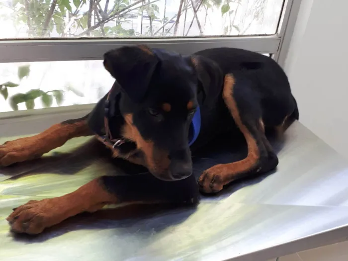 Cachorro ra a Rottweiler/pastor alemão idade 2 a 6 meses nome Akira