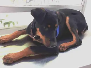 Cachorro raça Rottweiler/pastor alemão idade 2 a 6 meses nome Akira