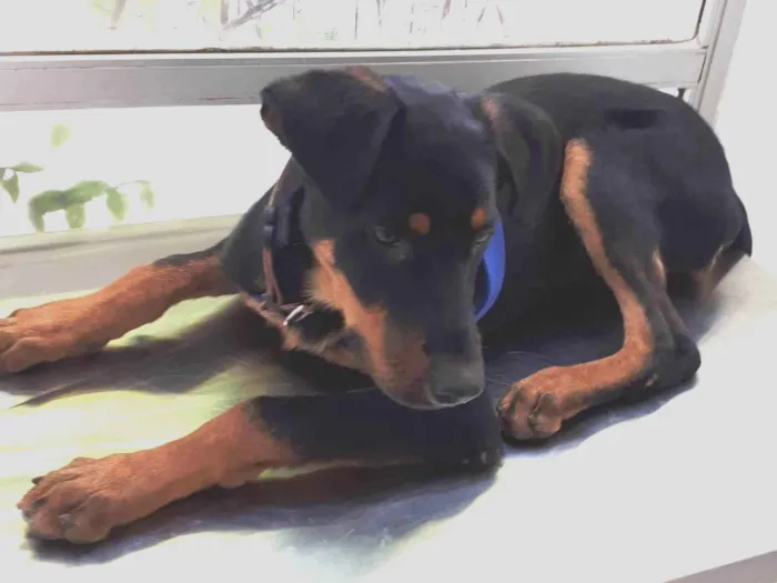 Cachorro ra a Rottweiler/pastor alemão idade 2 a 6 meses nome Akira