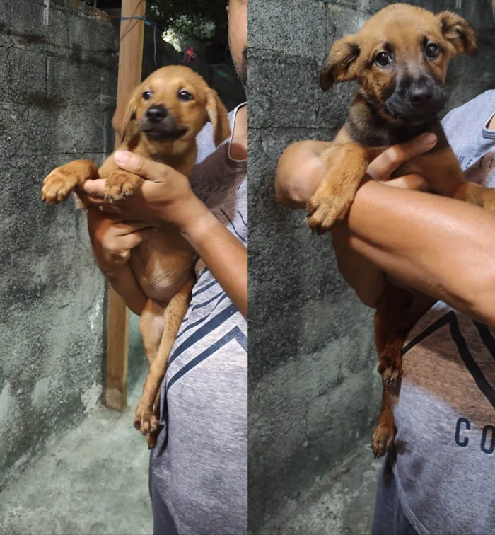 Cachorro ra a SRD-ViraLata idade 2 a 6 meses nome Fêmeas 