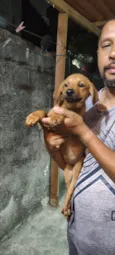 Fêmeas 