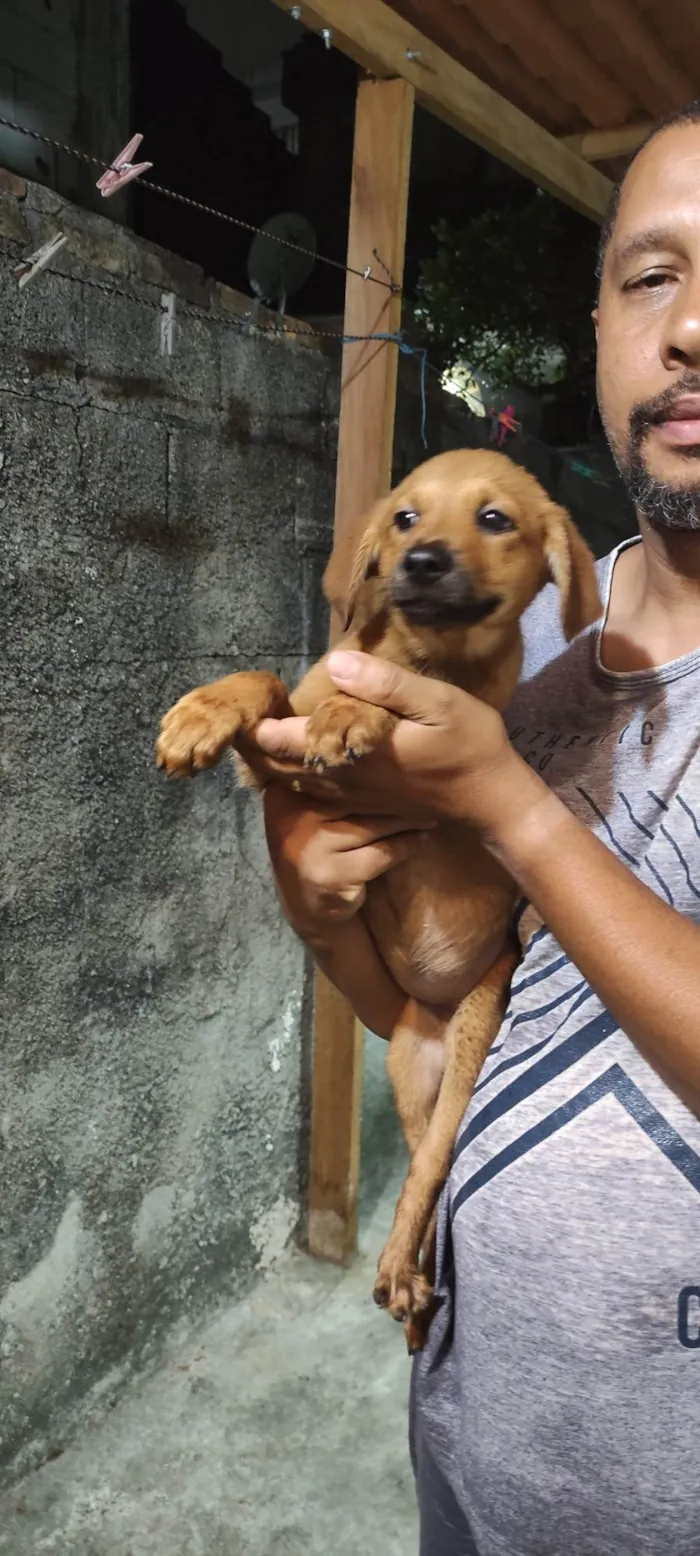 Cachorro ra a SRD-ViraLata idade 2 a 6 meses nome Fêmeas 