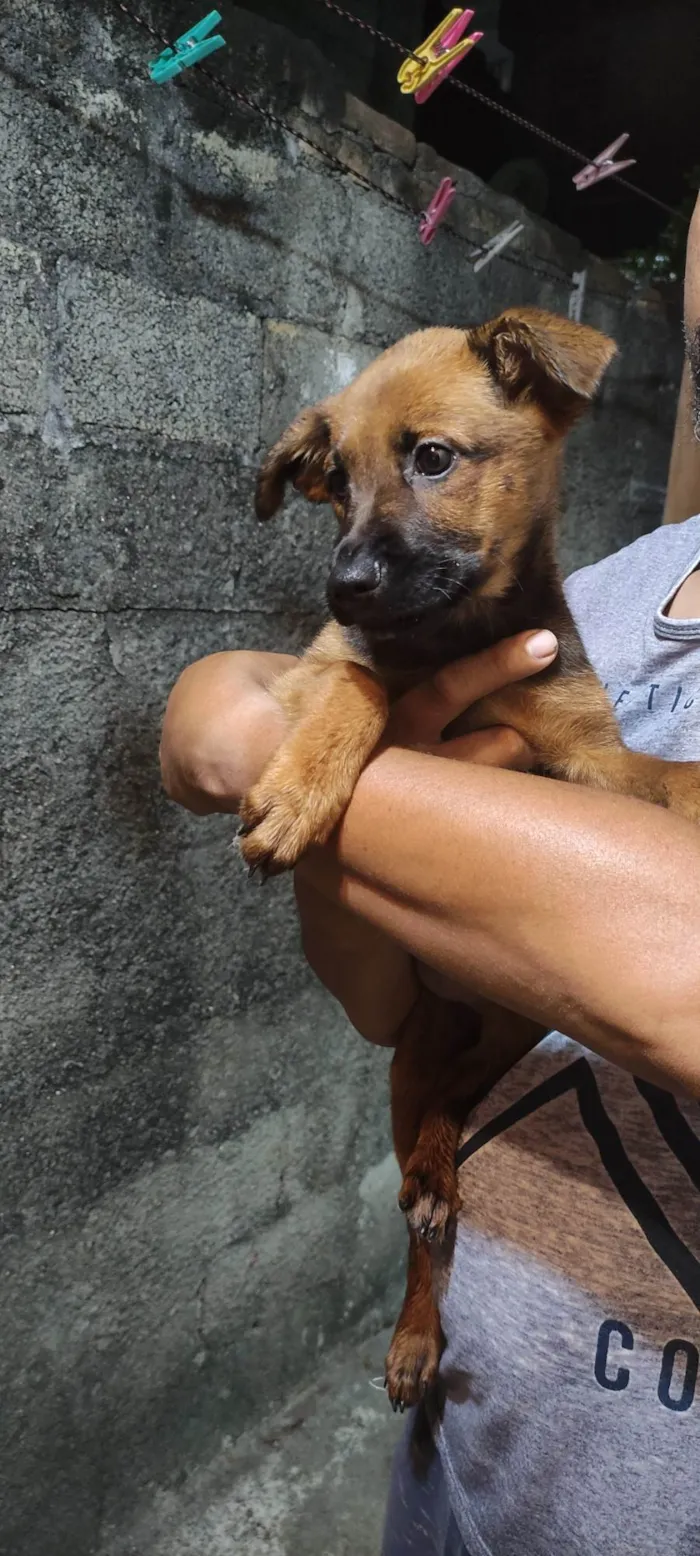 Cachorro ra a SRD-ViraLata idade 2 a 6 meses nome Fêmeas 