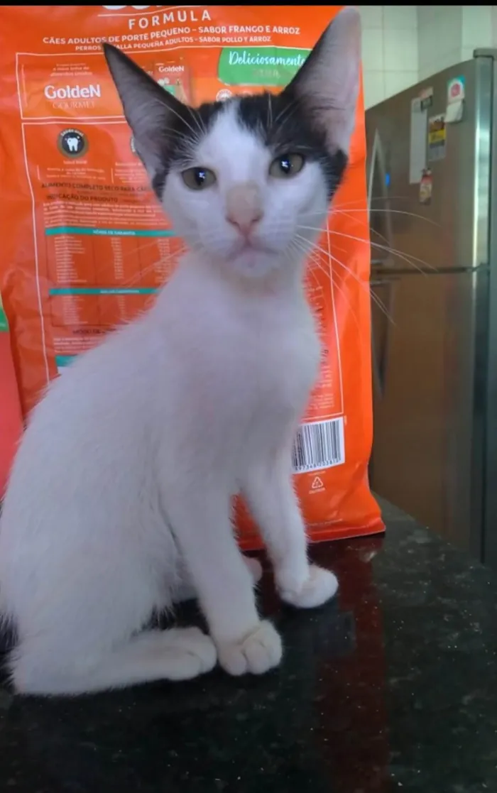 Gato ra a srd idade 2 a 6 meses nome AKIRA