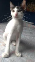 AKIRA