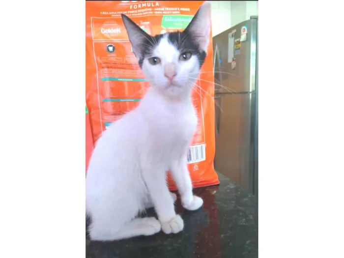 Gato ra a srd idade 2 a 6 meses nome AKIRA