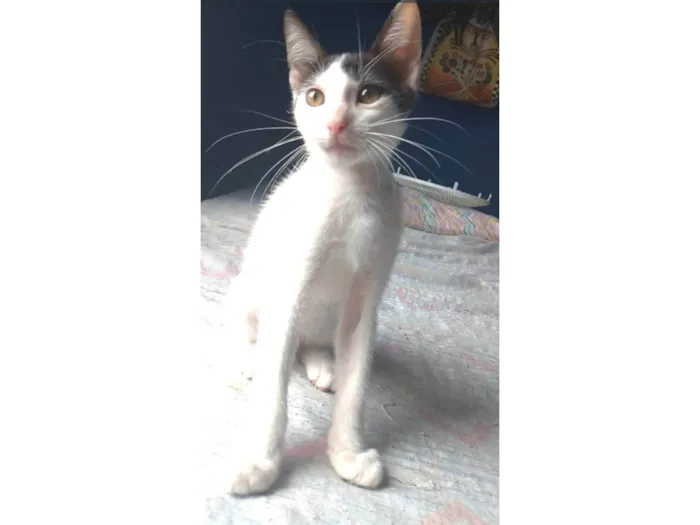 Gato ra a srd idade 2 a 6 meses nome AKIRA