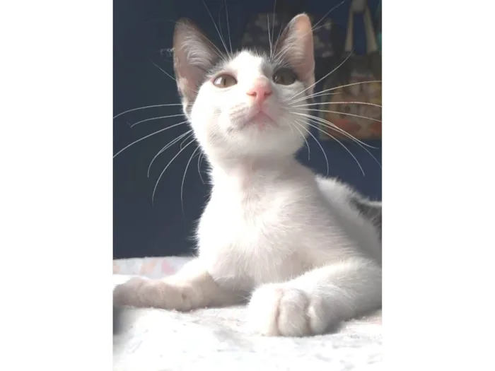 Gato ra a srd idade 2 a 6 meses nome AKIRA