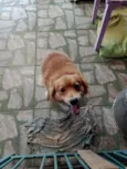 Frajolinha / sem nome