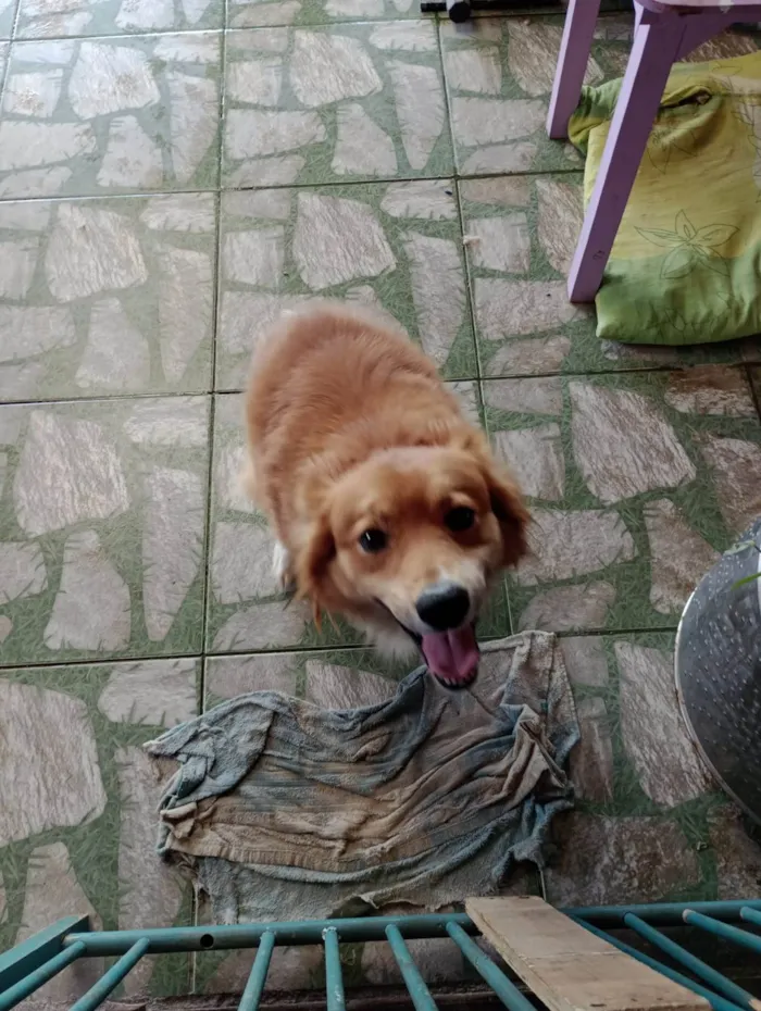 Gato ra a Normal idade Abaixo de 2 meses nome Frajolinha / sem nome