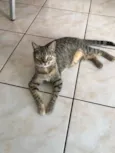 Tigresa