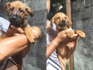 Cachorro raça SRD-ViraLata idade 2 a 6 meses nome Fêmeas 