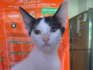 Gato raça srd idade 2 a 6 meses nome AKIRA