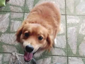 Cachorro raça SRD-ViraLata idade 3 anos nome Max