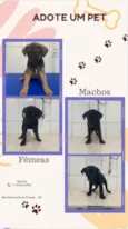 Filhotes resgatados para adoção 